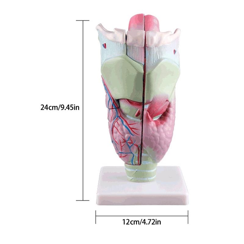 Modello di Laringe Umana Modello Anatomico di Laringe Ingrandito Ausilio Didattico Medico per Studenti