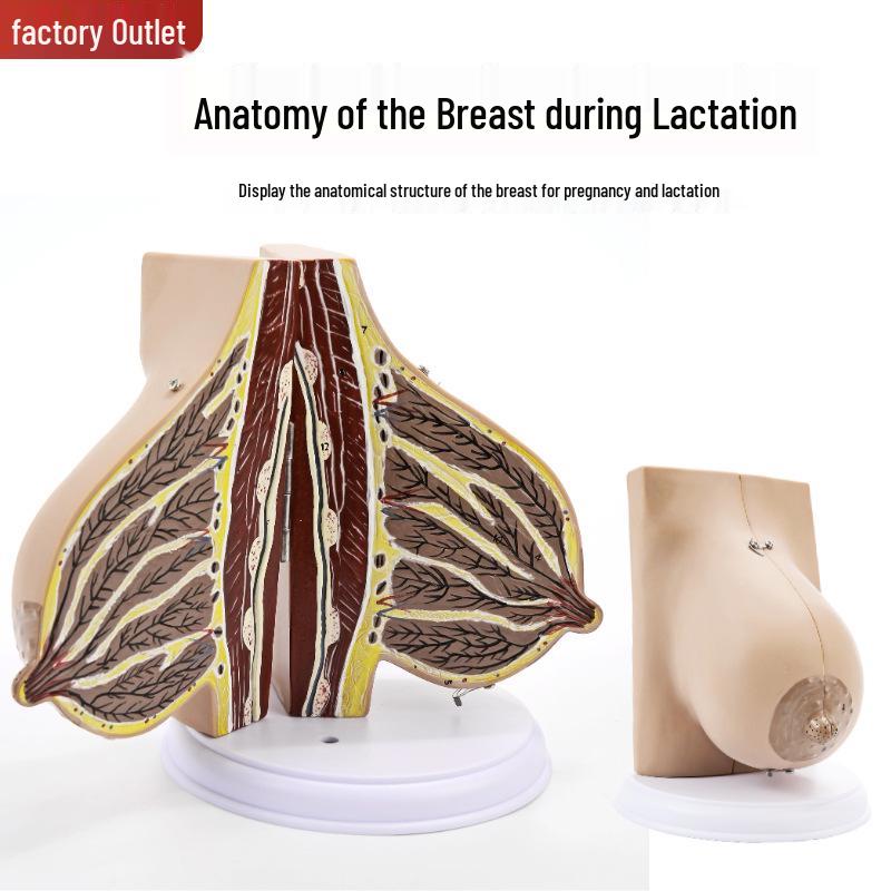 Breast Anatomy Model for Lactating Women: Female Mammary Gland Cross-Section Teaching Aid