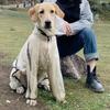 Yousheng Pet Raincoat Transparent Waterproof Hooded Dog Four-legged Rain Out Clothes for Small Large Dogs