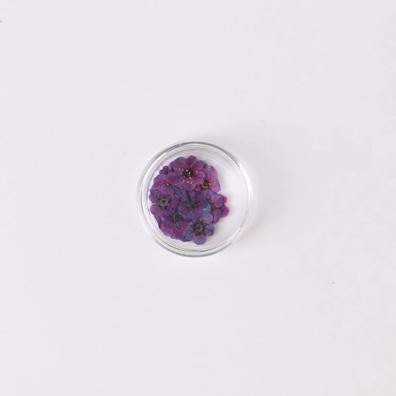 20pcs/Box Nail Art Dried Flowers Spirea Small Plum Narcissus Nail Art Color Mixed Flower Dried Flower Patch DIY Nail Decoration