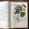[USED] Foreign books, Czech botanical encyclopedias, vintage books, botanical art