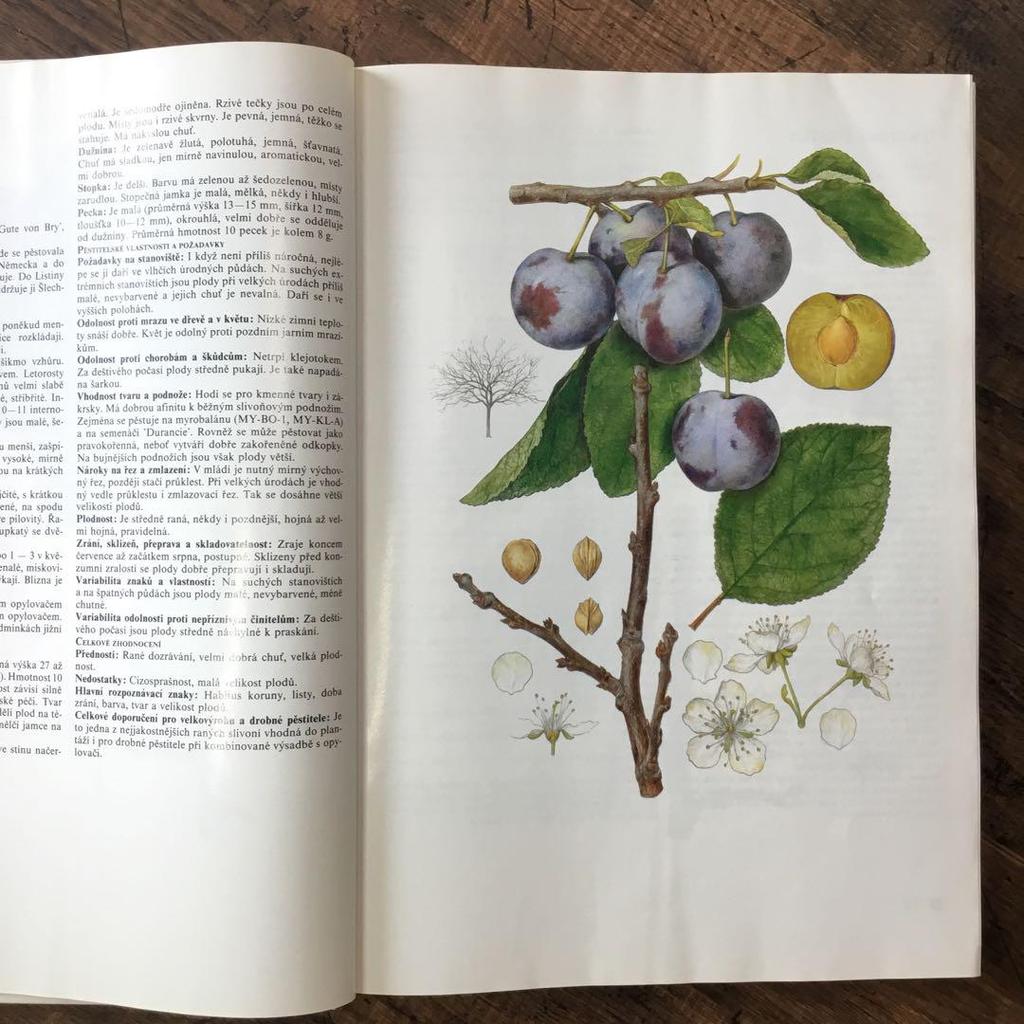 [USED] Foreign books, Czech botanical encyclopedias, vintage books, botanical art