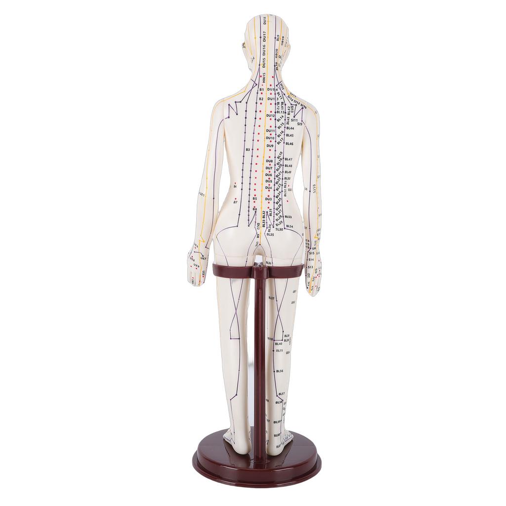 20.5 Inch Acupuncture Model Accurate Full Body Human Acupoint Model with Base Rotatable Arms for Teaching Student Demonstration White Hard