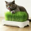 Hydroponische Kattenkruid Kit met 5 Pakjes Zaden Bodemvrije Kattenkruid Kweekbak voor Binnenkatten Tarwegras Kweekkit Cadeau voor Kattenliefhebbers