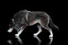 1/6 Scale Coyote Wolf Animal Figure, Realistic PVC Plastic Model, Premium Adult Toy, 20cm Class, Original Statue, Painted, Complete, Perfect for Anima
