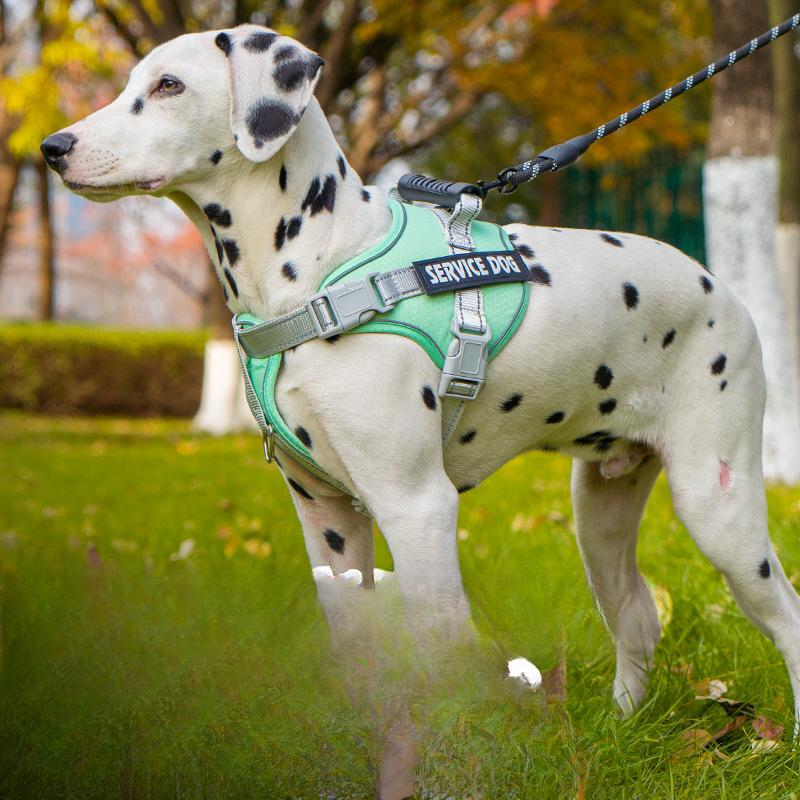 Popruh pro psa, sedlový typ, řetěz pro psa odolný proti výbuchu, hrudní a zádový trakční pás pro pomeraniana corgiho