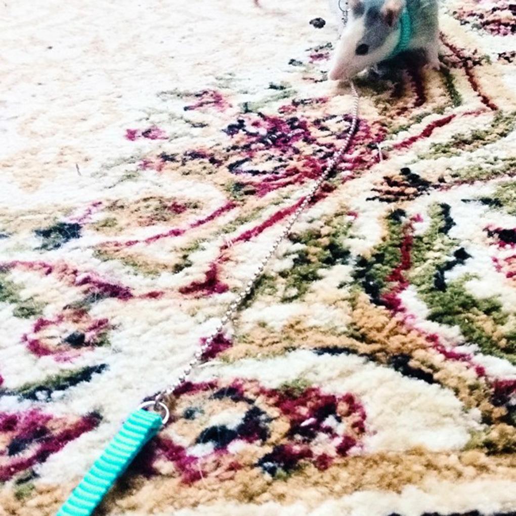 Outdoor Adjustable Bird Vest Leash Bird Training Rope Traction Strap Out Rope