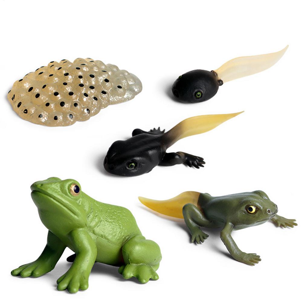 Frog Growth Stage Model Life-like Frog Life Cycle Model Set Frog Life Stages Animal Figures For Learning And Educational Toy зелёный