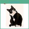 Cat Diy Diamond Embroidery 5d Diamond Painting Cross Stitch Picture Full Round Diamond