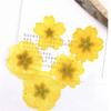 Primrose-Real Pressed Flowers Cell Phone Case for Aroma Candle Decoration, Yellow and Black, Resin, Free Shipping, 100Pcs