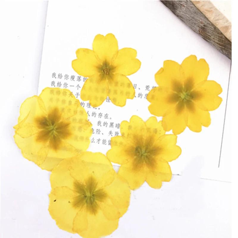 Primrose-Real Pressed Flowers Cell Phone Case for Aroma Candle Decoration, Yellow and Black, Resin, Free Shipping, 100Pcs