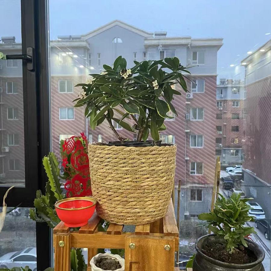 

Плетеный из травы цветочный горшок для помещений и улицы Садовые Террасы Мебель Декор Маленькое Растение Цветочная Корзина Контейнер для Рассады S