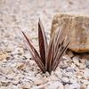Agave Garden Decorations for Outdoor Yard Stake Hand Painted Tequila Sculpture