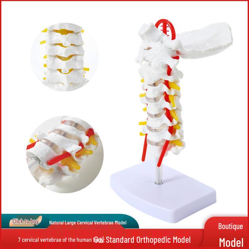 

Detailed Human Cervical Vertebrae Model with Nerves & Muscles for Medical Teaching