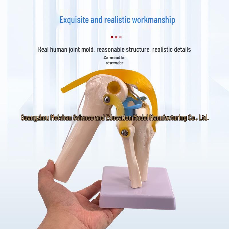1:1 Human Skeletal Joint Models: Knee, Shoulder, Elbow, Hand, Foot, Hip