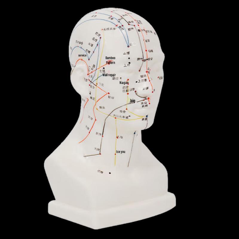 Xinman Head Acupuncture Model