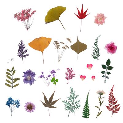 Natürliche Trockenblumen und Blätter Pflanzen specimen Füllstoffe für Harz DIY Kunst Karten