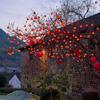 Solar Persimmon and Apple Decorative String Lights