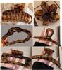 2025 Summer Fashion Hairpin: Elegant Back-of-Head Shark Clip for Women