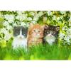 1000 Piece Jigsaw Puzzle: Cute Kittens In a White Flower Field (PG1008)