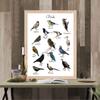 Birds Animal Educational Poster Wall Art Canvas Painting Picture Nature Study Learning Prints Kids Kindergarten Wall Room Decor