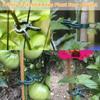 Fastener Stakes Connector Vine Support Plant Fixed Clamp Garden Tool Farm Supplies Support Clips