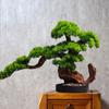 New Chinese Style Artificial Welcoming Pine Bonsai Artificial Tree Desk Decor for Living Room Entryway Hotel Home Office Gift