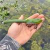 5CM Topwater Frog Bait with Propeller Feet Silicone Bionic Frog Artificial Swimbait with Hooks Freshwater Saltwater Trout Bass Fishing Accessories