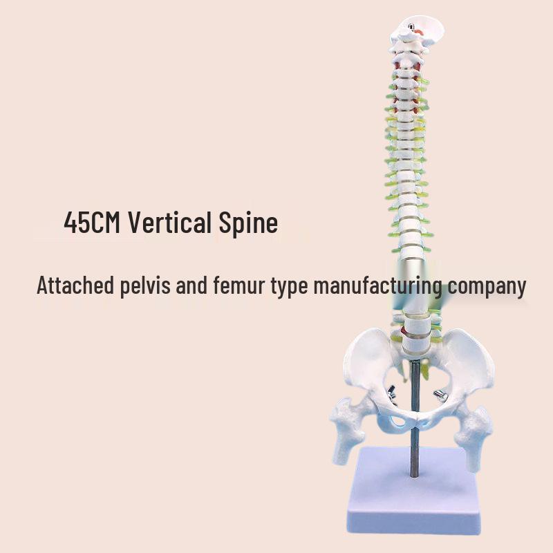 45CM Colorful Human Spine Model: Includes Vertebral Column, Pelvis, Femur, Coccyx, Lumbar, and Cervical Vertebrae for Chiropractic Use.