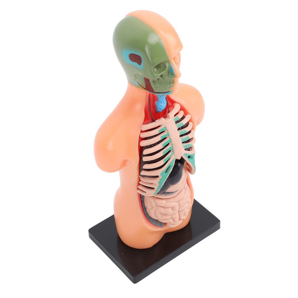 Model lidského těla, struktura kostry, vzdělávací studijní nástroje pro anatomii a fyziologii pro studenty