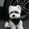 Autumn Leather Vest for Small Dogs & Cats with Leash Attachment