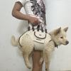 Pet Backpack Dog Go Out Convenient Backpack Hand Bag Traction Rope Breathable Travel Shoulder Bag Multi-functional Backpack