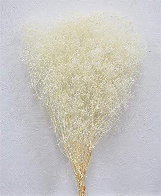 Takeda Large Length 350mm Baby's Breath, White, Bundle, Approx. [40-0312]
