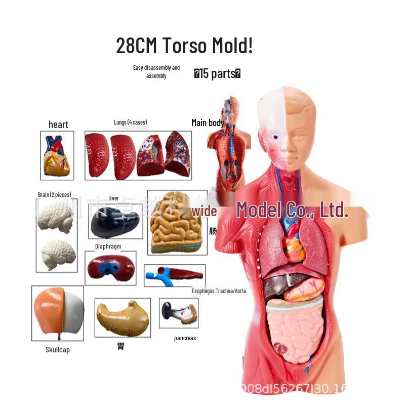 85cm Human Torso Anatomy Model with Removable Organs for Medical Teaching