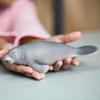 Schleich Wildlife Manatee 14839