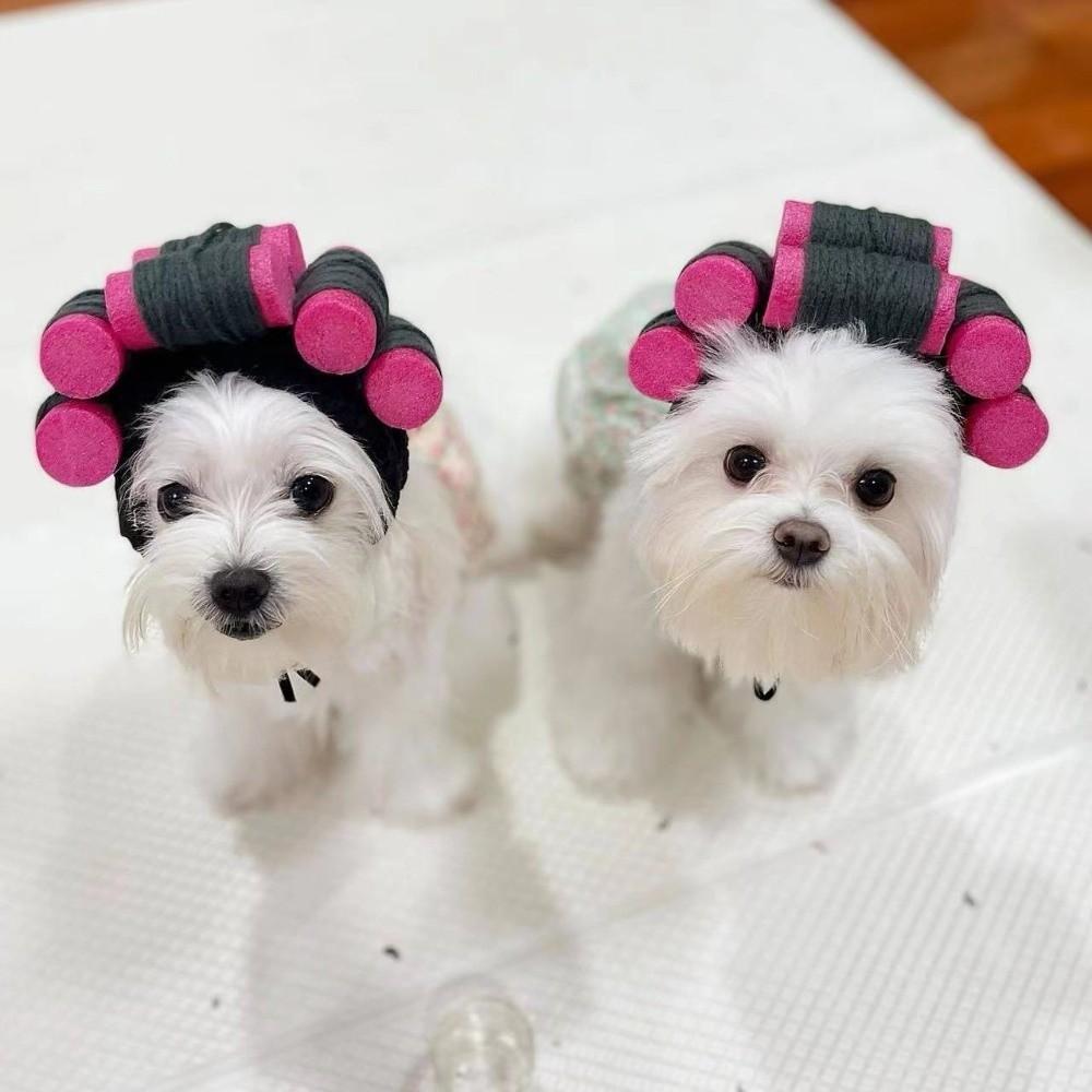 Curly Hair Curly Hair Dog Hats Soft Pet Headgear Cat Hairdressing Costume Photography