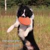 Jingzhou Pet Durable Floating Dog Frisbee