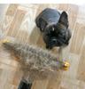 Top-Selling Pet Hair Removal Comb for Dogs and Cats