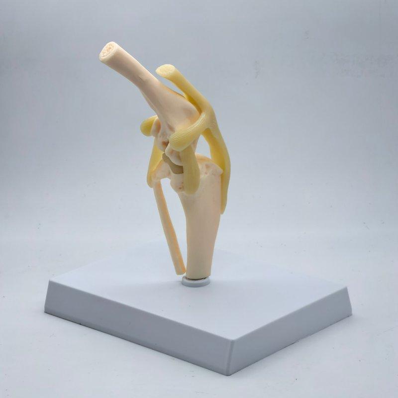 Dog knee Canine Joint model Medical
