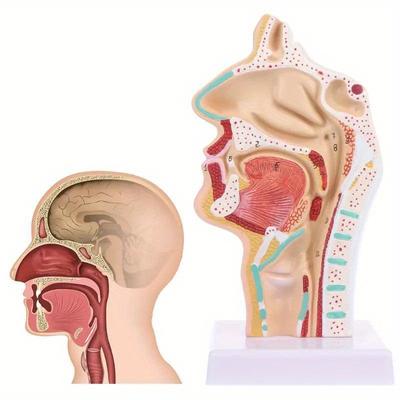 Tıbbi Aksesuarlar Modeli Ücretsiz Kargo İnsan Anatomik Burun Boşluğu Boğaz Anatomisi Tıbbi Model Öğretim Aracı