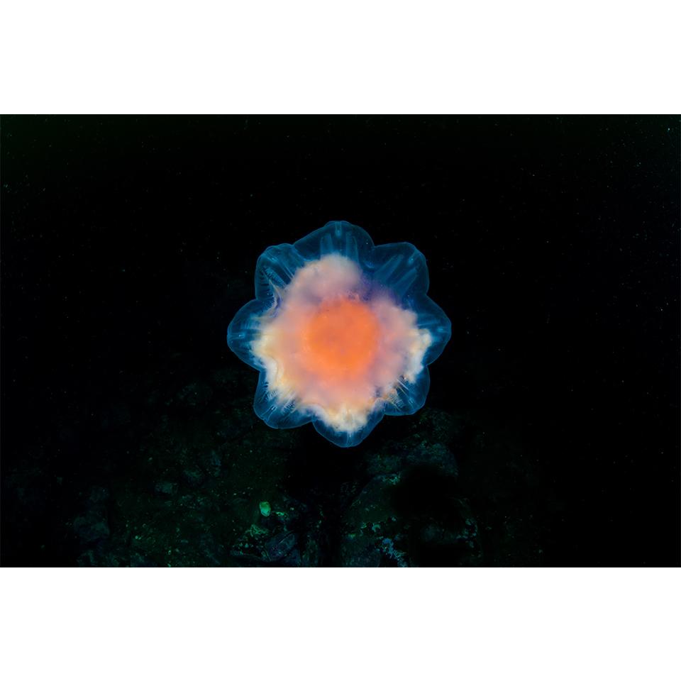 5D-Diamantgemälde zum Selbermachen, Tierqualle, Strass-Kunstbild, Kreuzstich-Set, Volldiamant-Stickerei, Mosaik, Geschenk, Heimdekoration