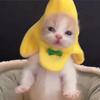 Detachable Hat Doll Head Cover Cartoon Dolls Clothes Accessories Doll Headdress Children's Surprise Gift Animal