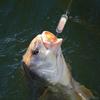 Reflective Fishing Trolling Flasher Glow Flasher Fly Trolling Lure Fishing Lures Flasher  Trout