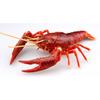 Free Research Series No. 24 Living Creatures Edition American Crayfish (Red) Plastic Model