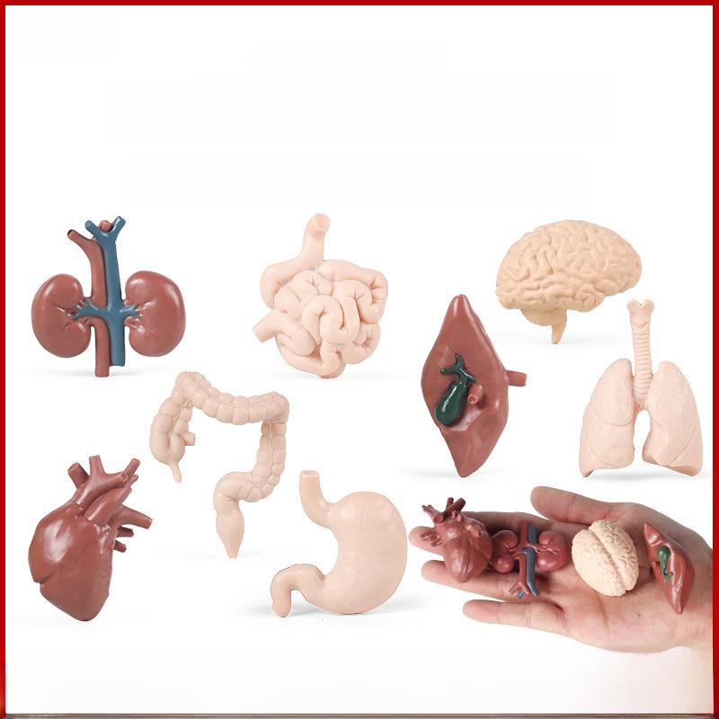 

Montessori Teaching Aids: Human Organ Models for Children s Early Education