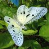 12 LED Solar Power Fibre Optic Butterfly Dragonfly String Light Garden Decor Outdoor String