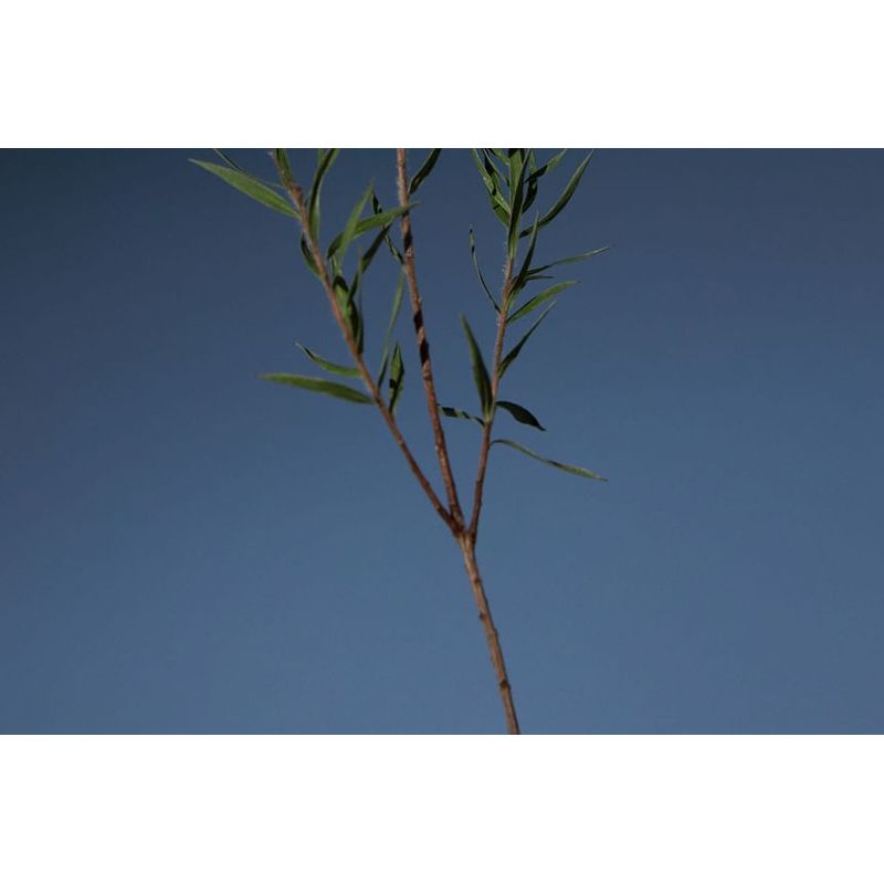 AROMATICA Tea Tree Purifying Shampoo LARGE