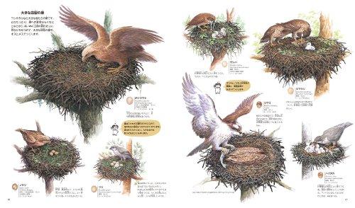 Illustrated Guide To 259 Japanese Bird Nests