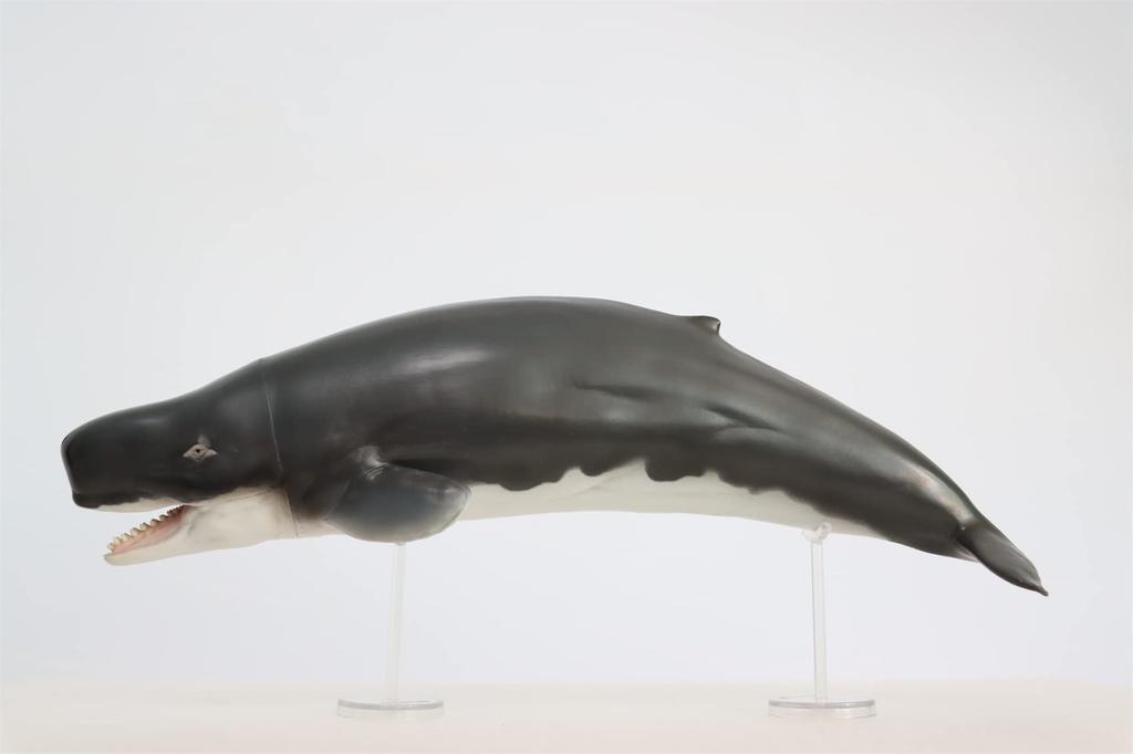 PNSO Growth Series 56 Leviathan Melvillei Libyatan Sperm Whale Family Leviathan Marine Animal Realistic Figure PVC Toy Model Dinosaur Lover Birthday