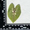 Colorful Caladium Powder Splash Dried Flowers & Leaves for DIY Crafts, Teaching, and Epoxy Photo Frames